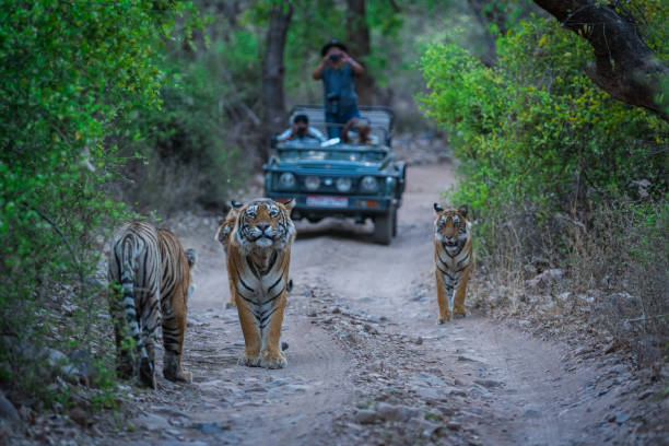 Jim Corbett Forest Experience